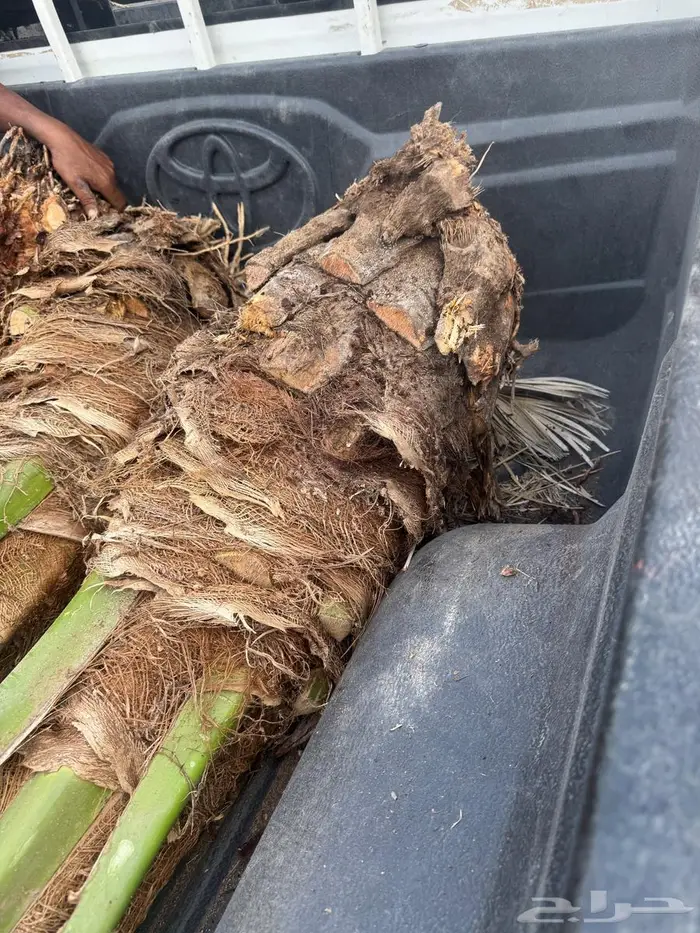 نخل القصيم 4