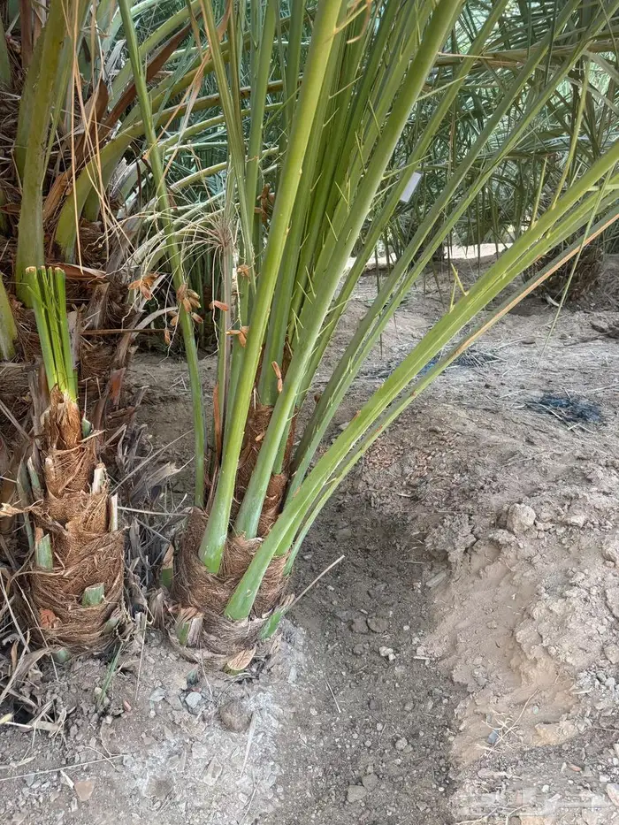 نخل القصيم 8