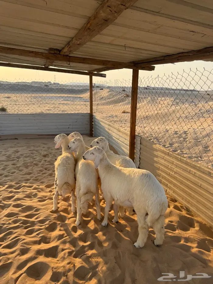 خرفان حريات 2