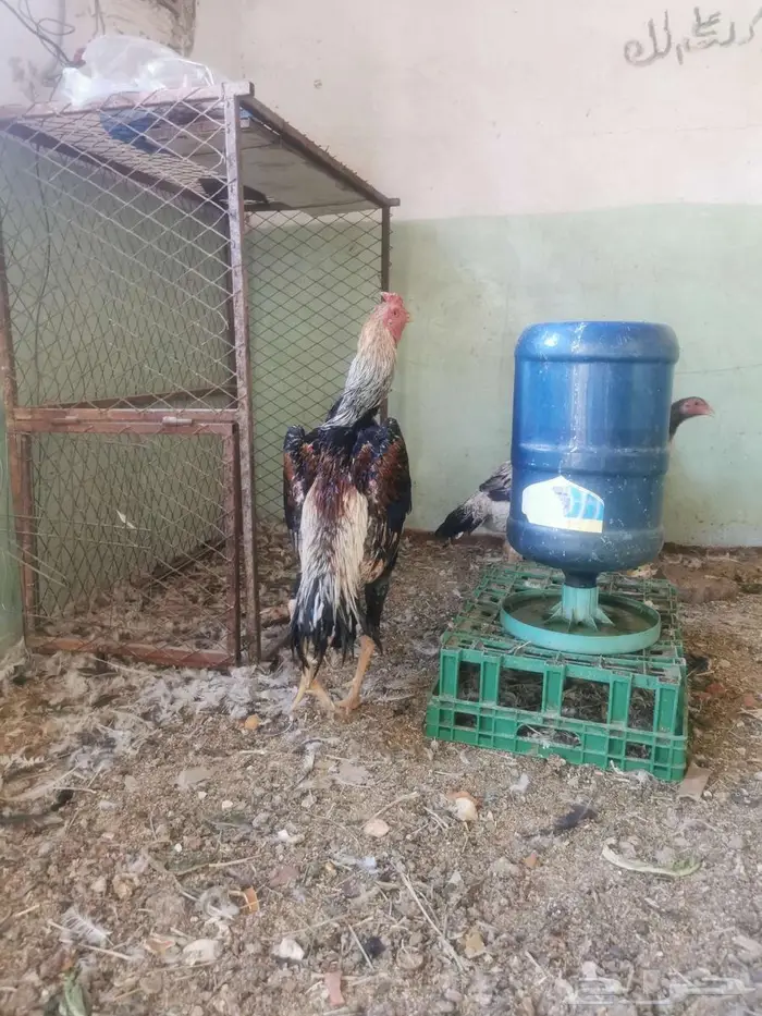 شامو ياباني فواخر 10