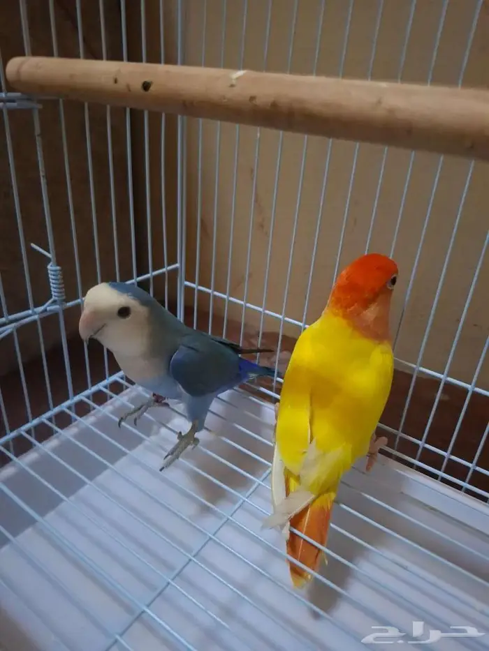 زوج روز للبيع. 3