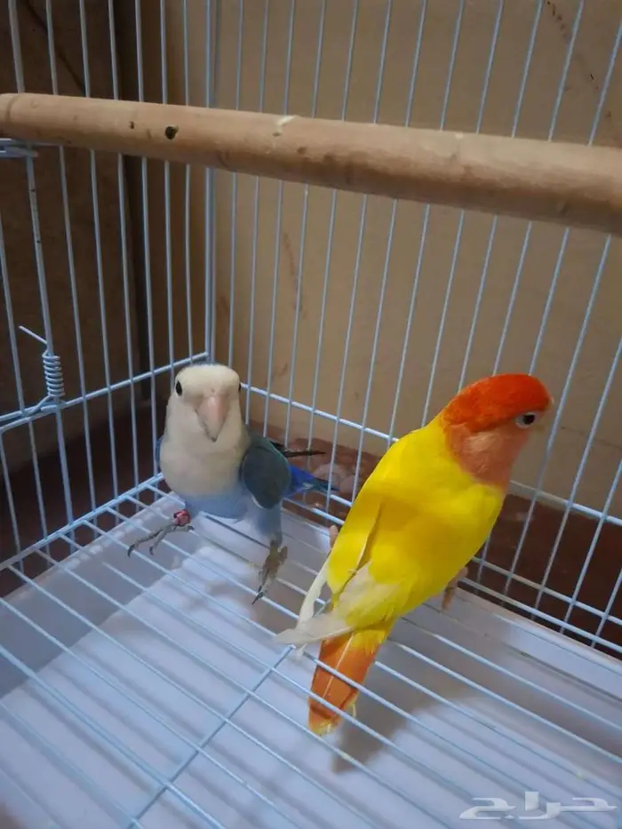 زوج روز للبيع. 4