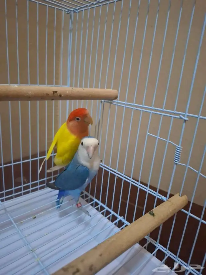 زوج روز للبيع. 1