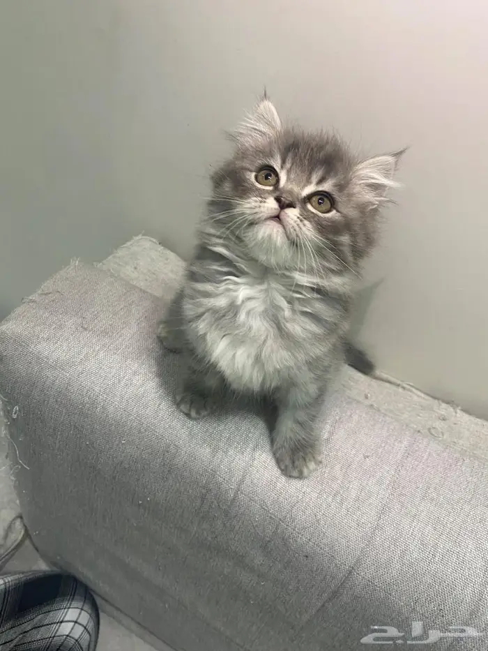 كيتن سكوتش للبيع 0