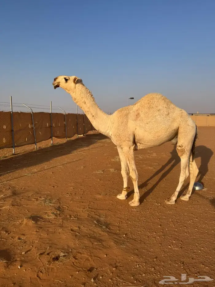 قعود للبيع 1