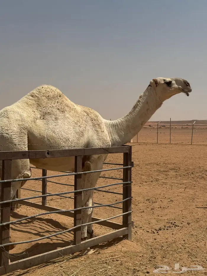 قعود للبيع 0