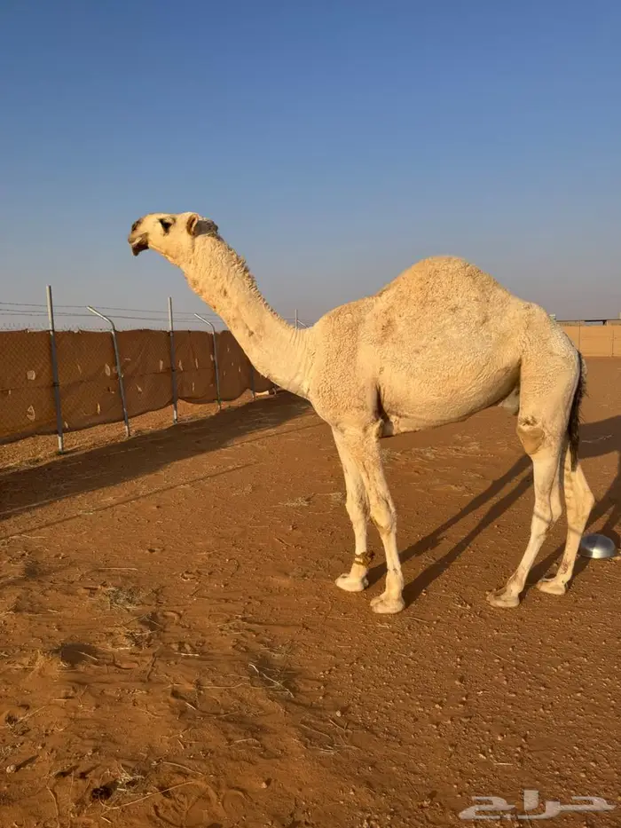 قعود للبيع 2