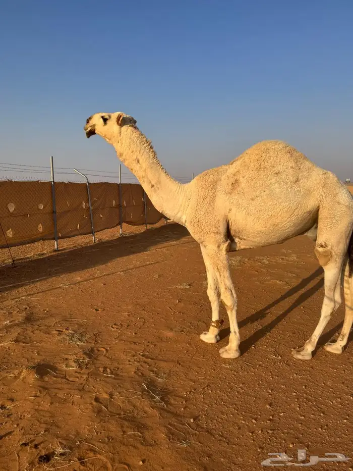 قعود للبيع 3