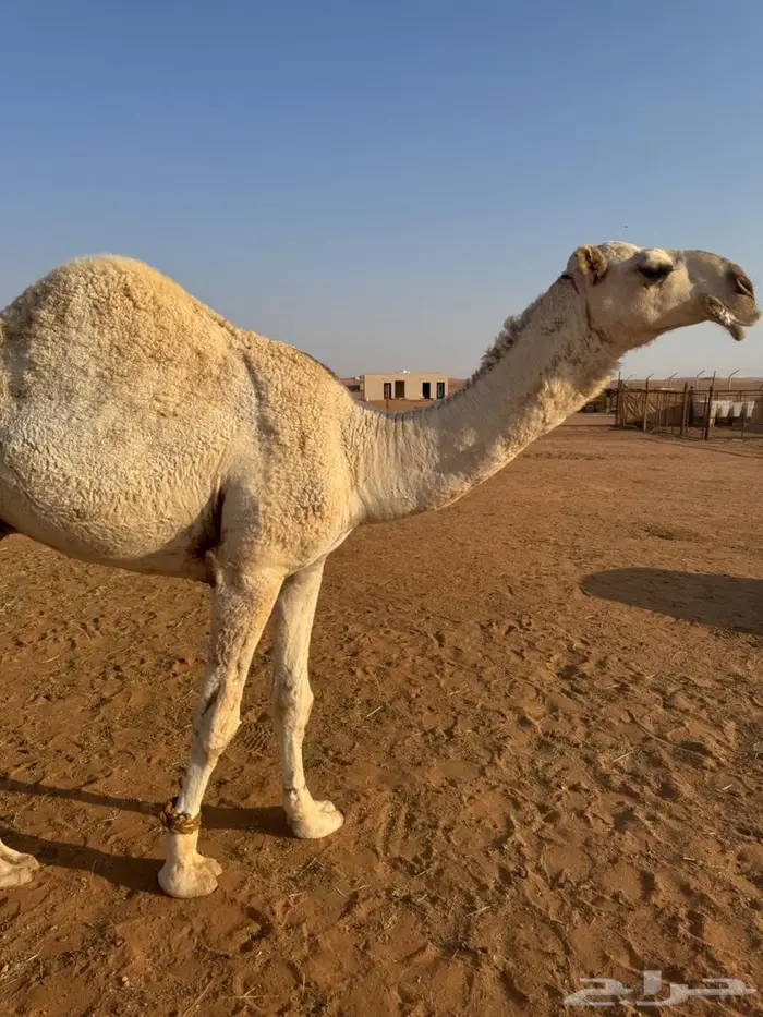 قعود للبيع 4