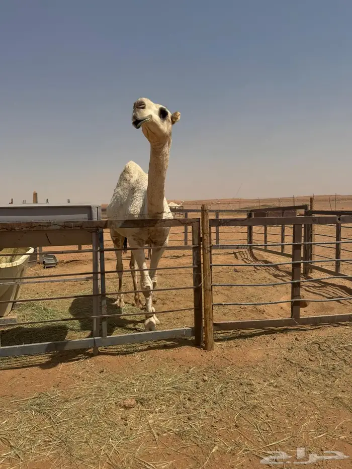 قعود للبيع 5