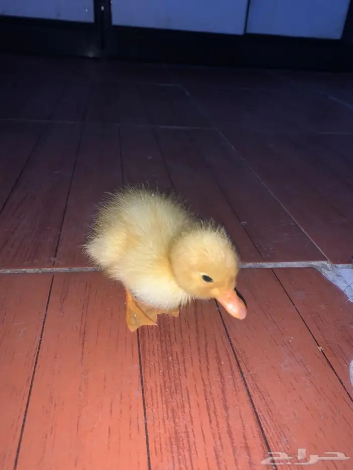 بط اصفر صغير 2