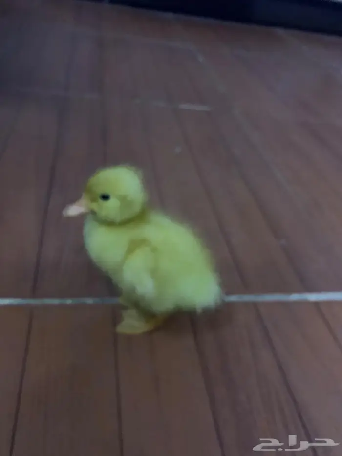 بط اصفر صغير 4
