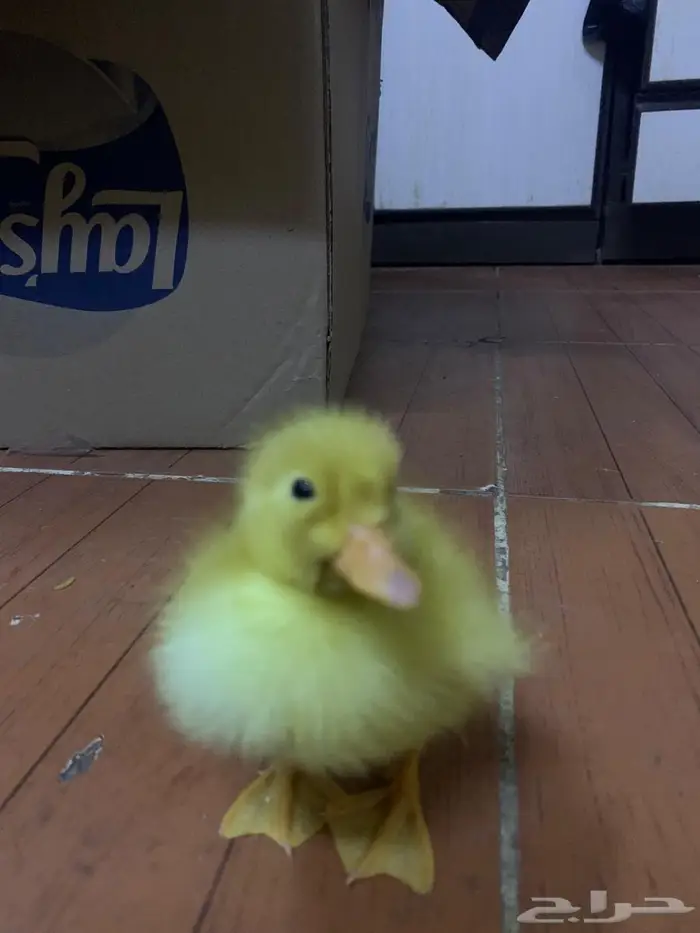 بط اصفر صغير 1