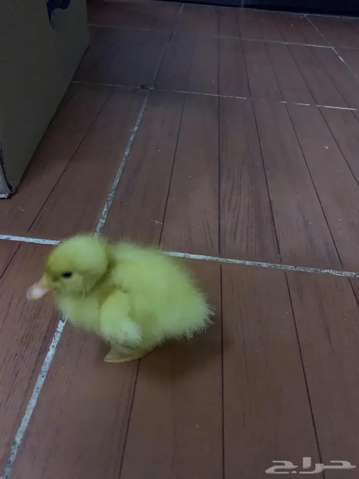 بط اصفر صغير 3