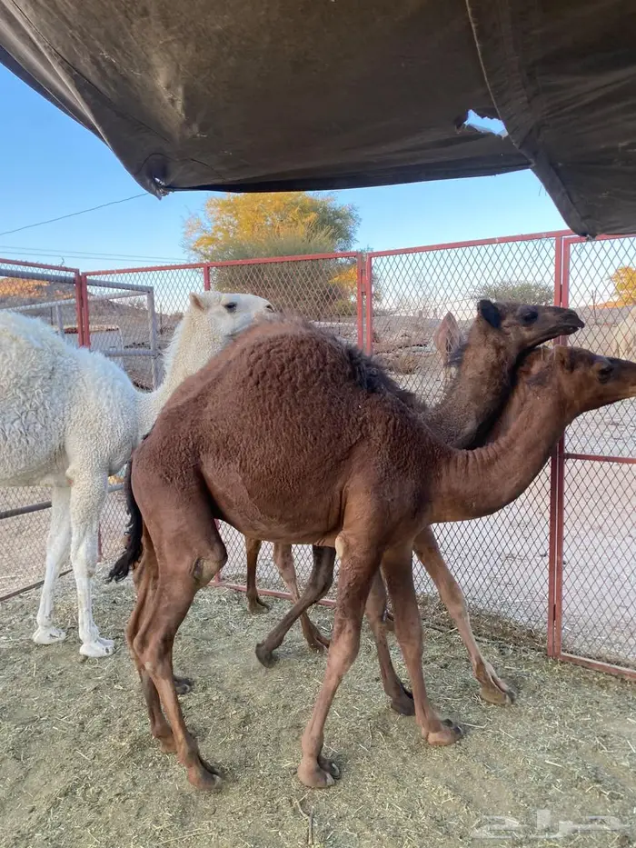 حشو للبيع على الحليب 5