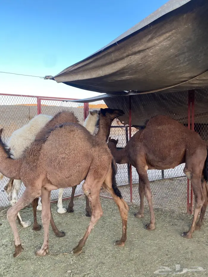 للبيع حشو على الحليب 4