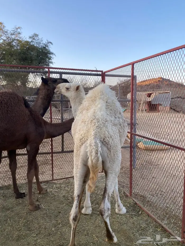 للبيع حشو على الحليب 3