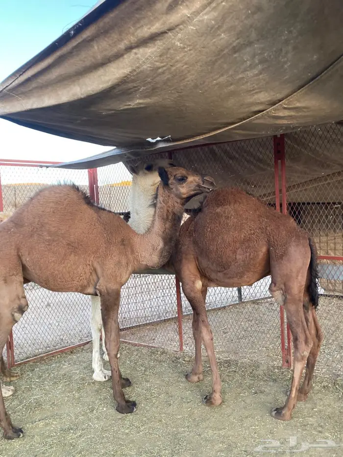 للبيع حشو على الحليب 2