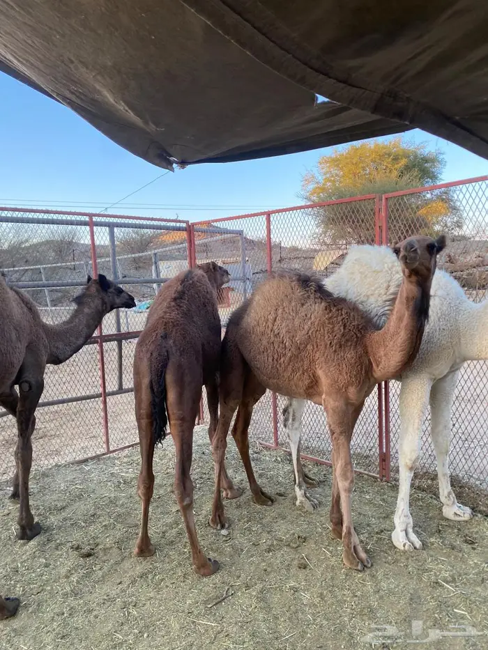 للبيع حشو على الحليب 0