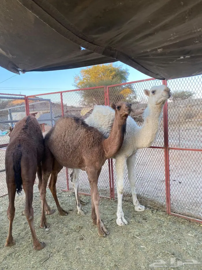 للبيع حشو على الحليب 5