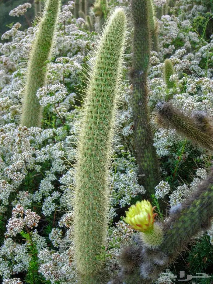 صبار طبيعي فاخر بأشكال نادرة لتزيين الحدائق والمنزل 24