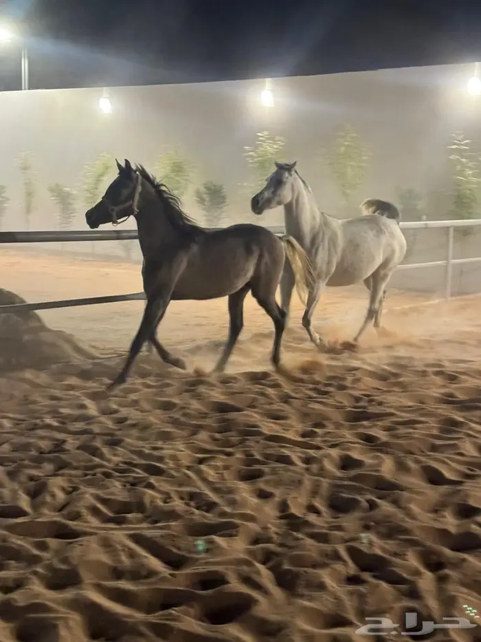 مهر شعبي فاخر للبيع 0