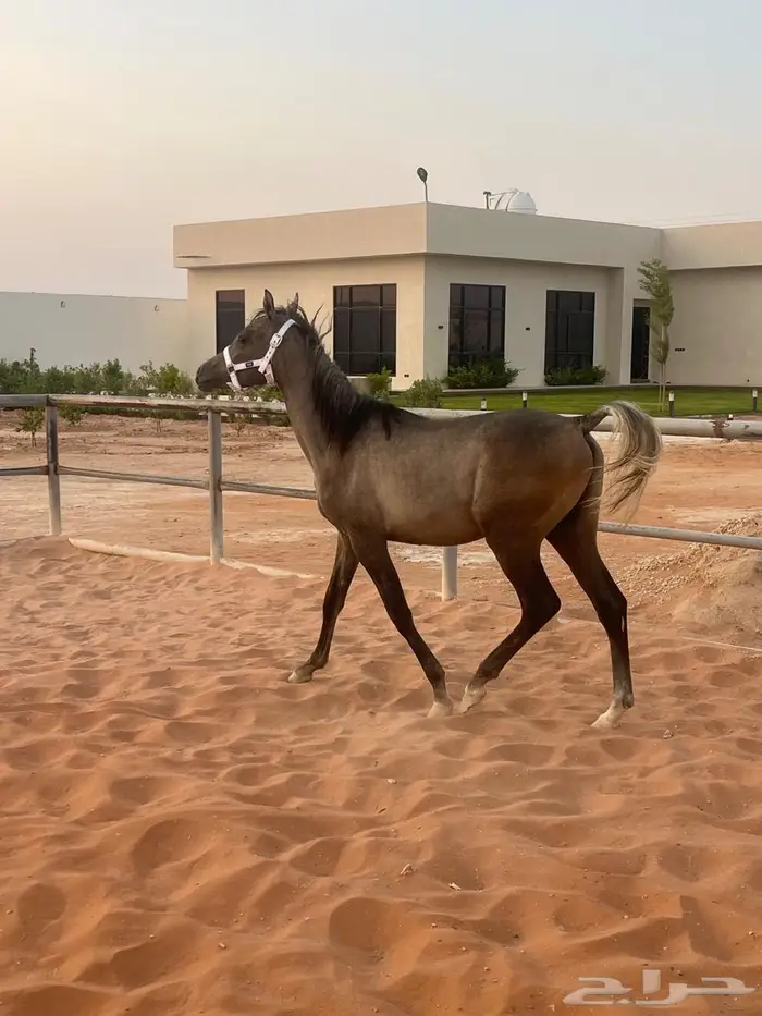 مهر شعبي فاخر للبيع 2