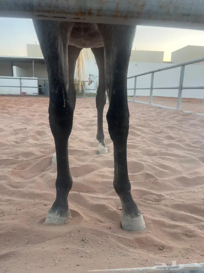 مهر شعبي فاخر للبيع 3