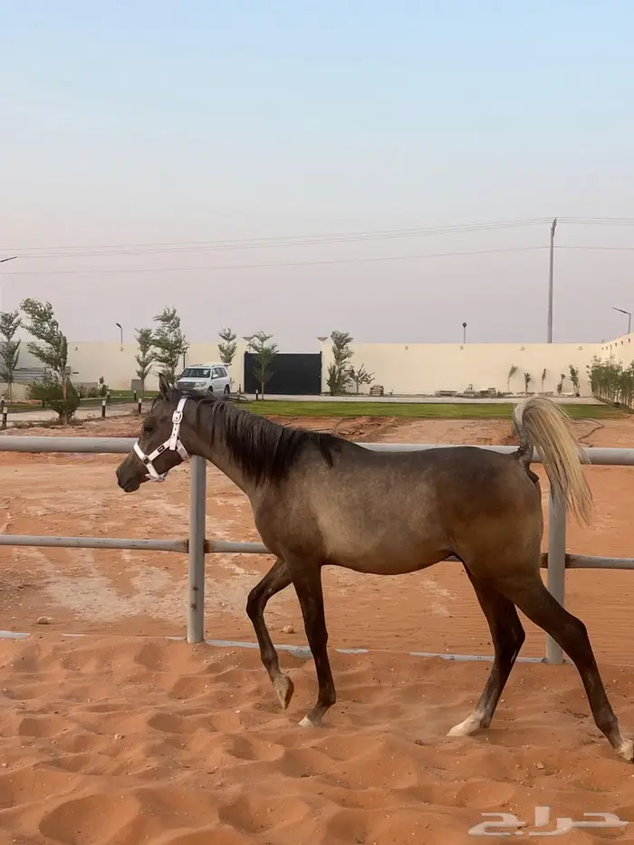 مهر شعبي فاخر للبيع 1