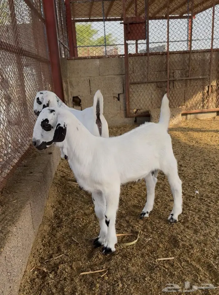 تيوس بيشية فواخر ( دواغير ) 2