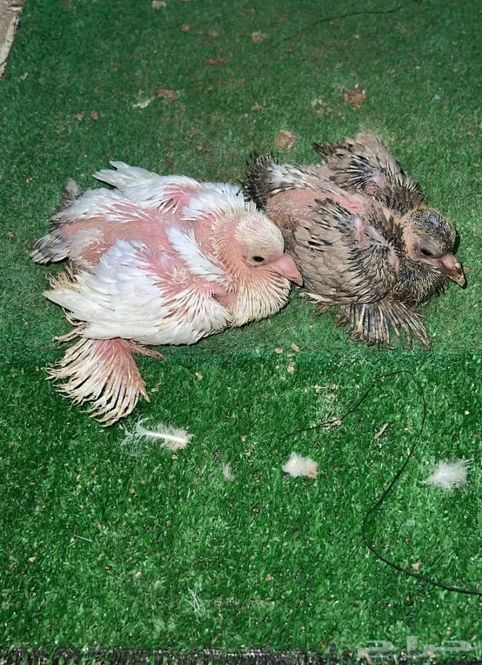 زوج رقاص هندي معاه فرخين 4