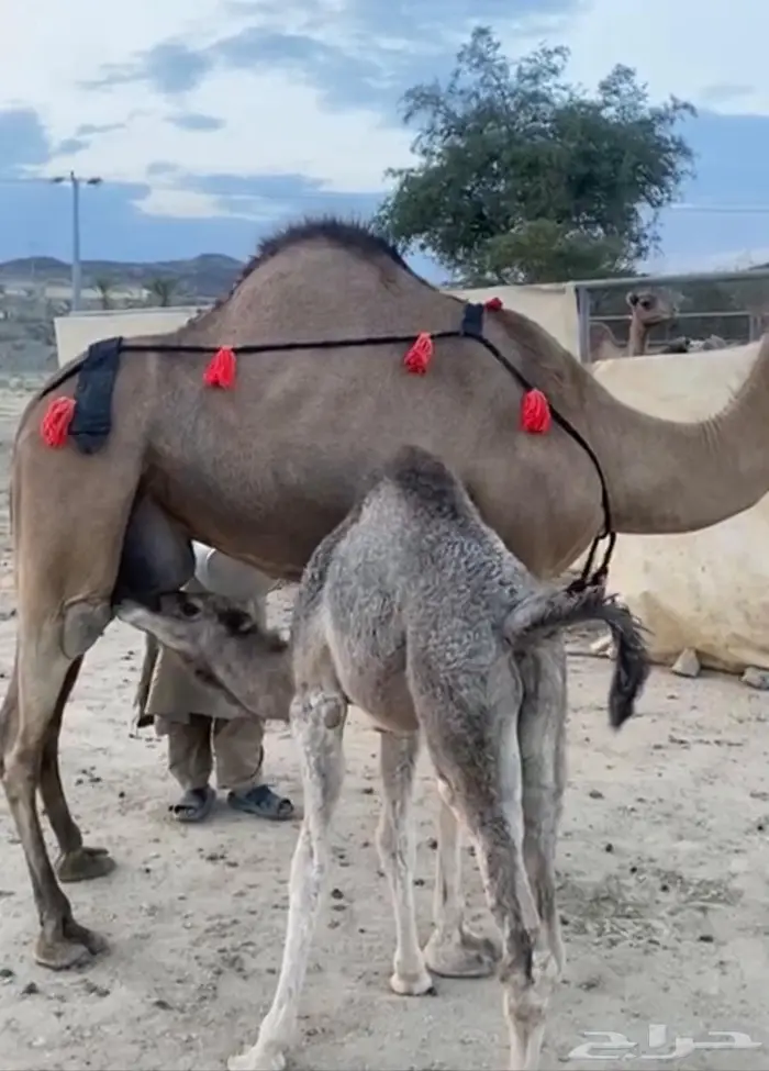 خلفه حمرا حليب اكبر طاسه 0