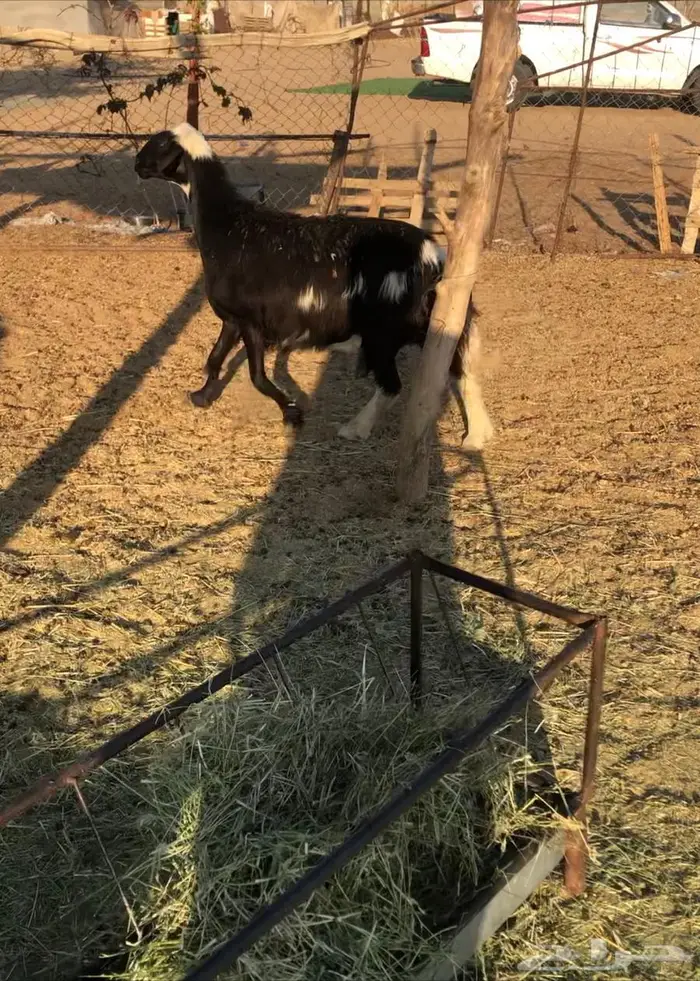 نعجه عرب كفو 1