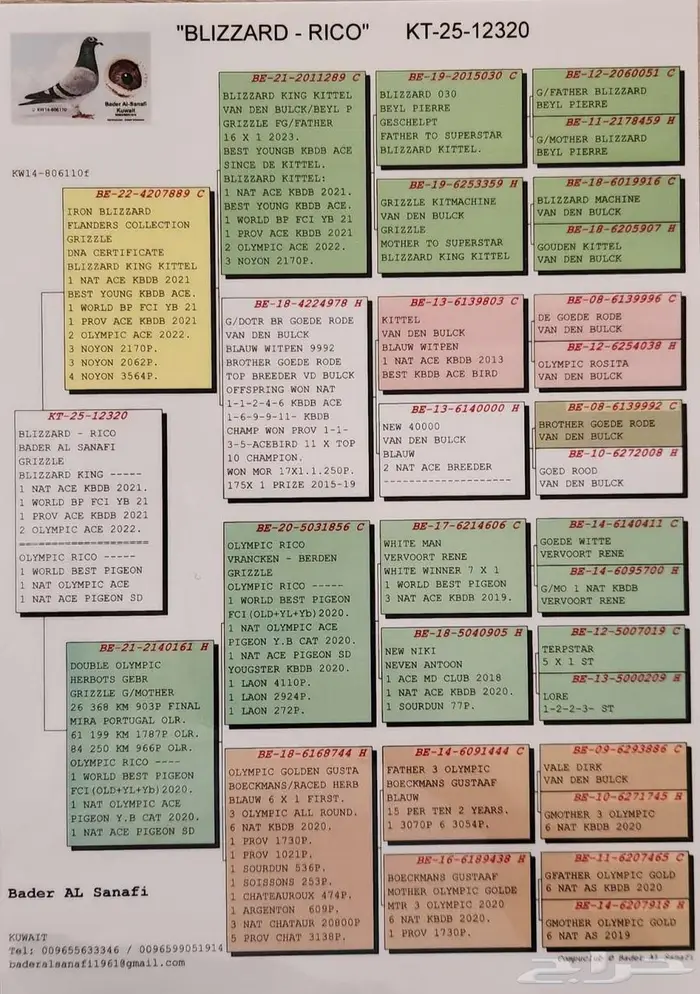 زوج زاجل سباق تم البيع 3