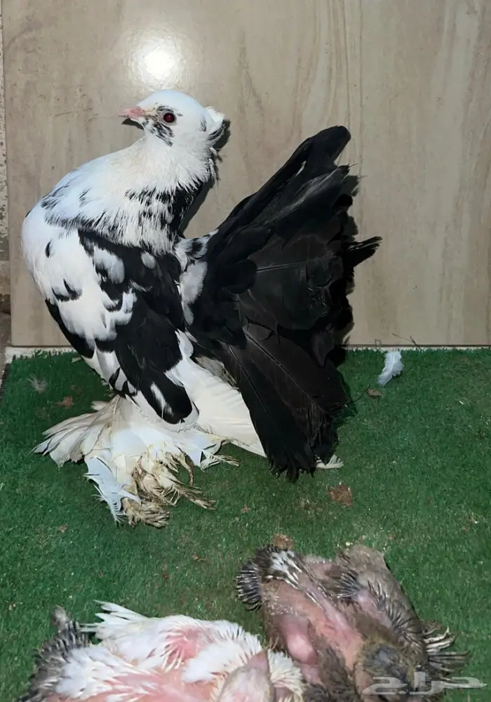 زوج رقاص هندي معاه فرخين 2