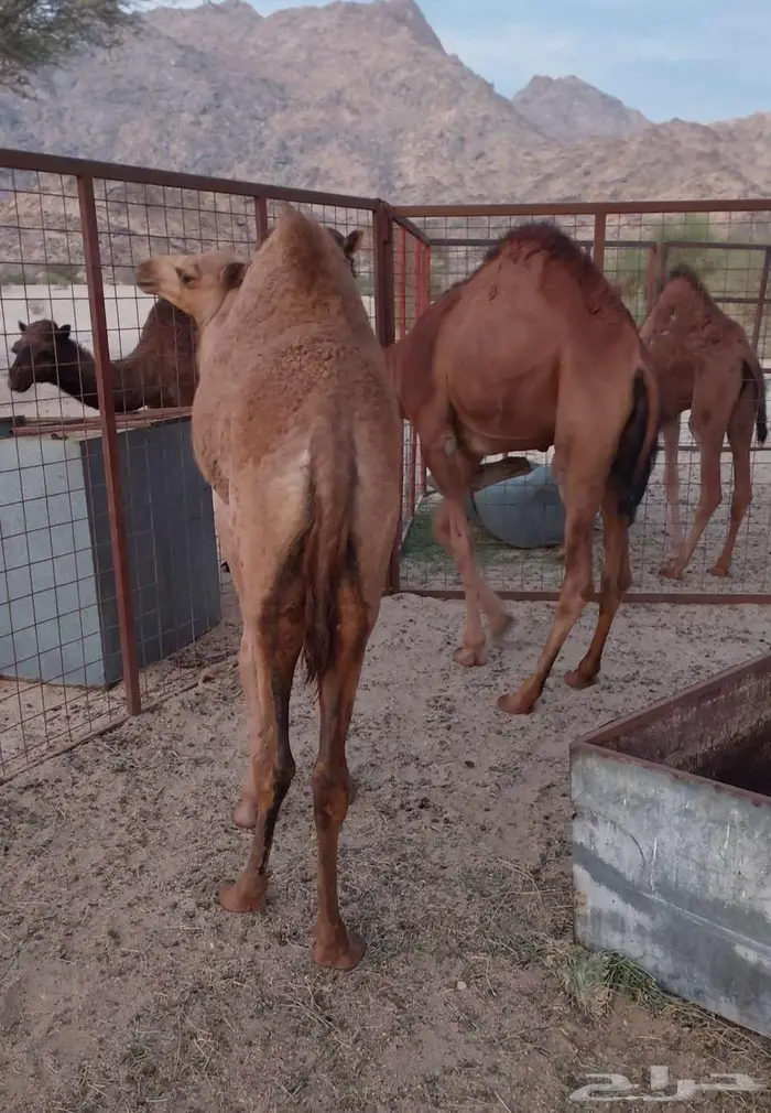 قعود وبكره 0