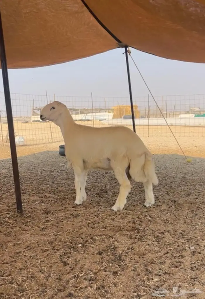 مشروع فحل حري رقم 1 1