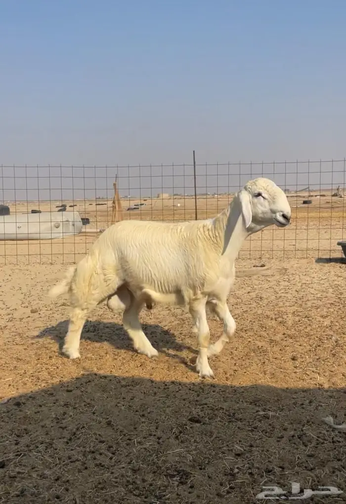 مشروع فحل حري رقم 1 0