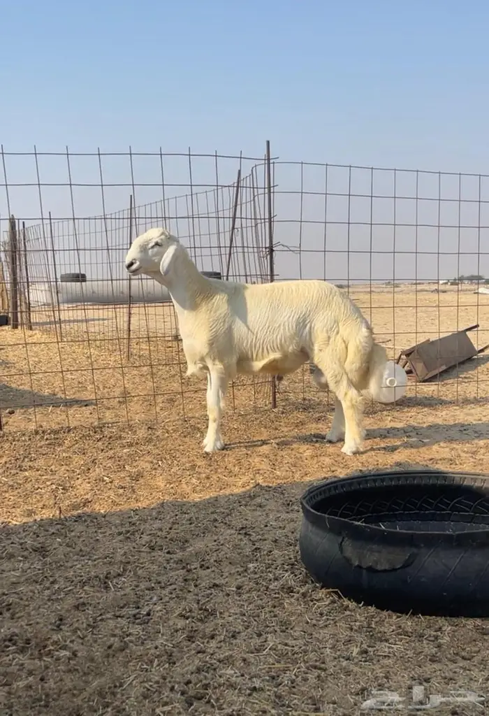 مشروع فحل حري رقم 1 3