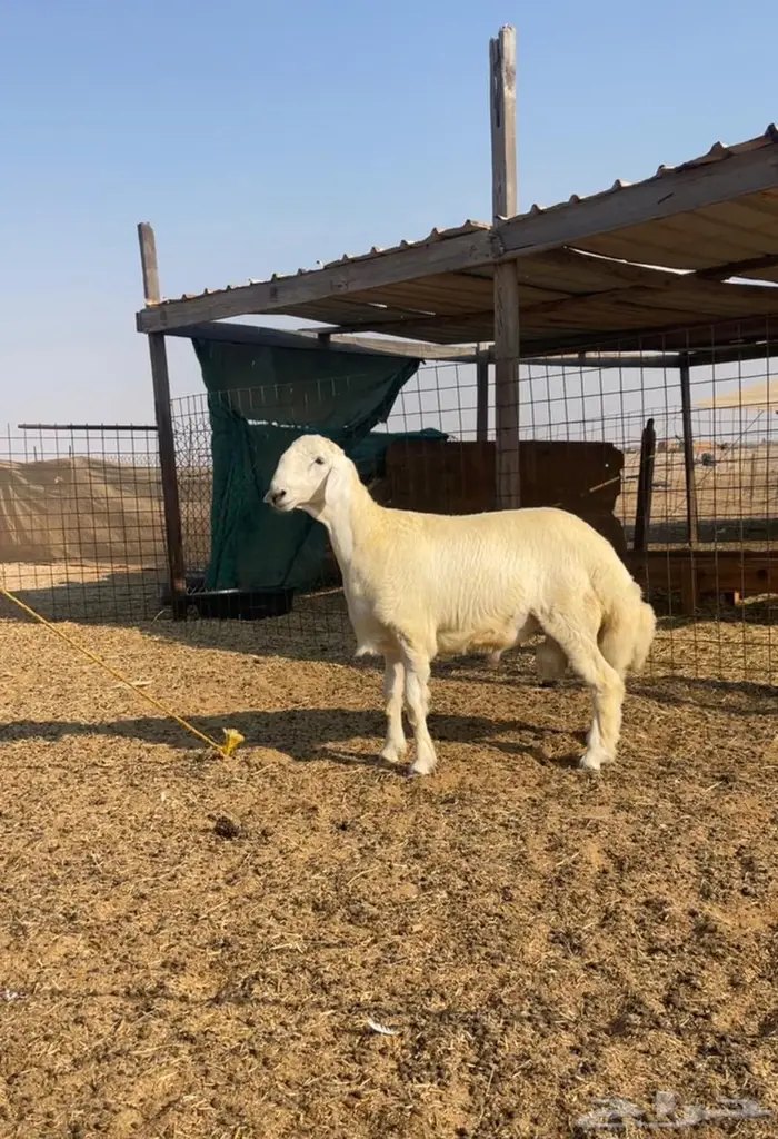 مشروع فحل حري رقم 1 2