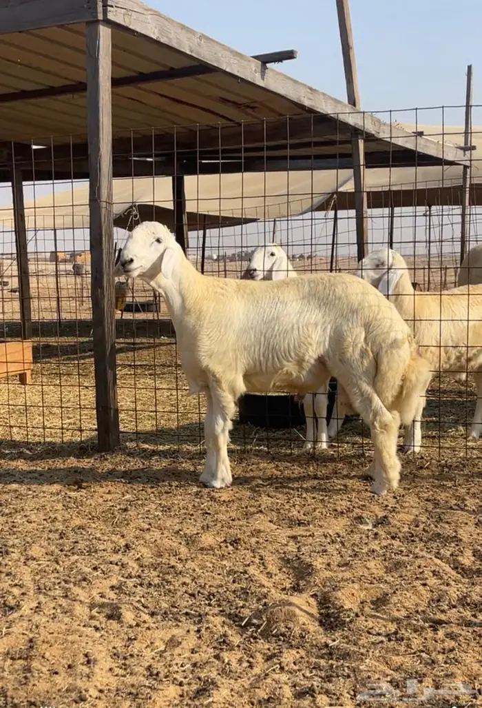 مشروع فحل حري رقم 1 4