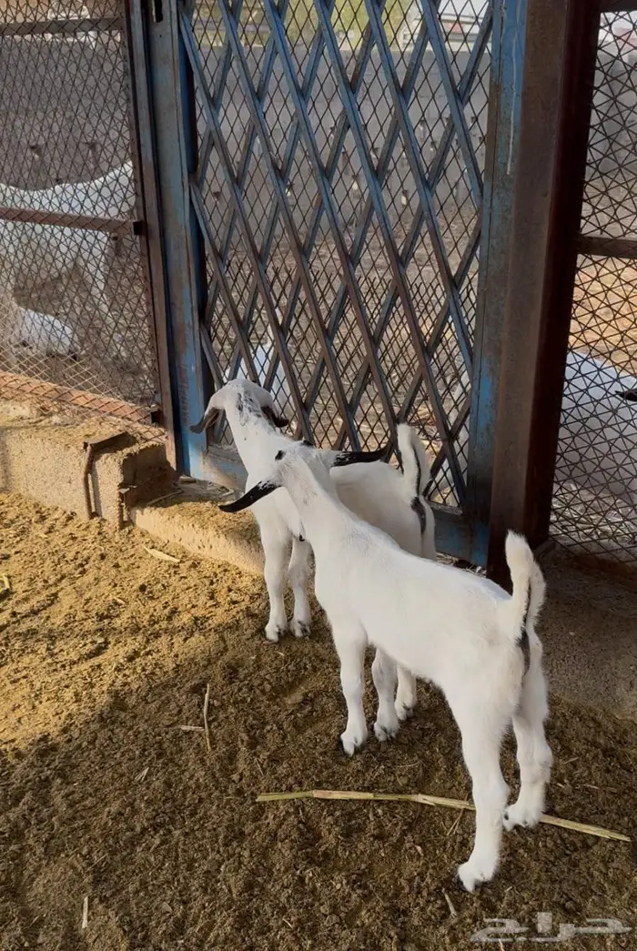 تيوس بيشية فواخر ( دواغير ) 3