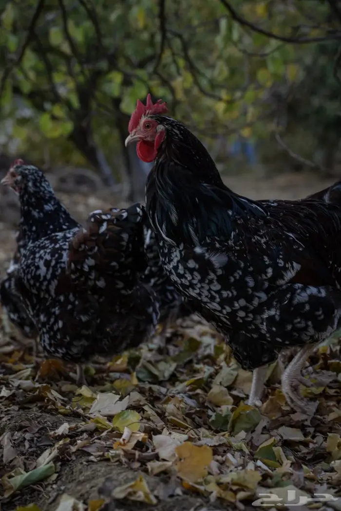 أنواع دجاج مختلفه سوسيكس و لوهامان بياض و الكنفلدر و تركي 9