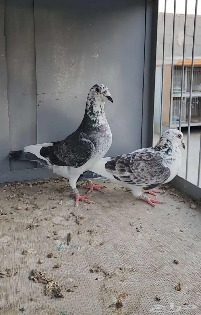 زوج زاجل سباق تم البيع 1