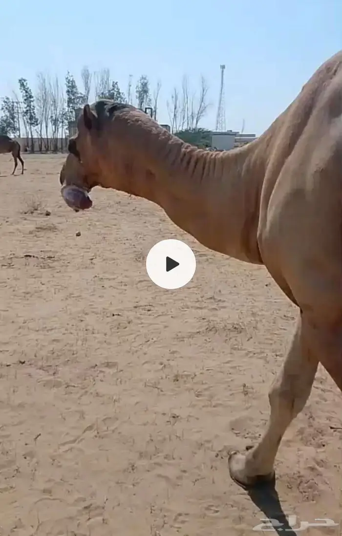 جمل ساحلي مشروط 0