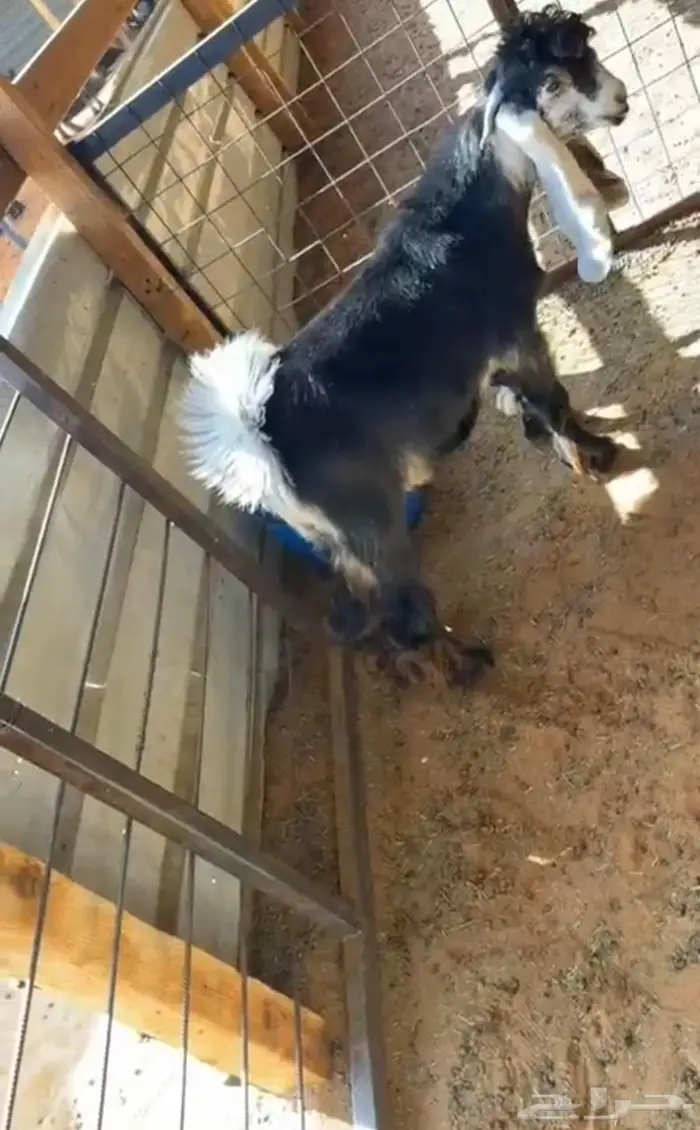 جذع عارضي كفو صنف اصل معرف تعريف كامل 1