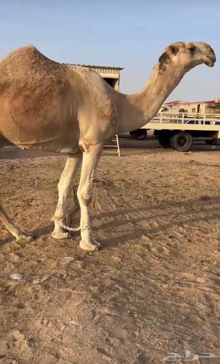 باتلي على باتلي ابن دلمخ 1