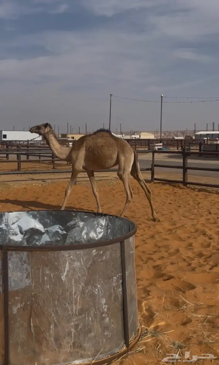 بكره حقه قود 0