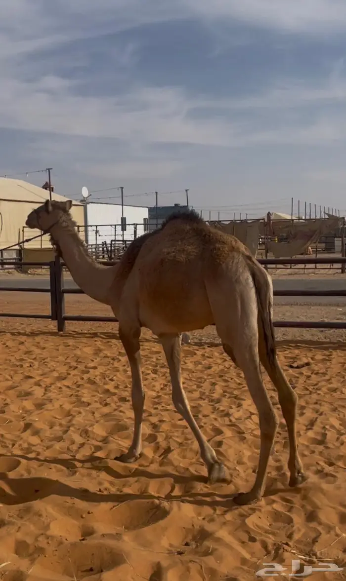 بكره حقه قود 1