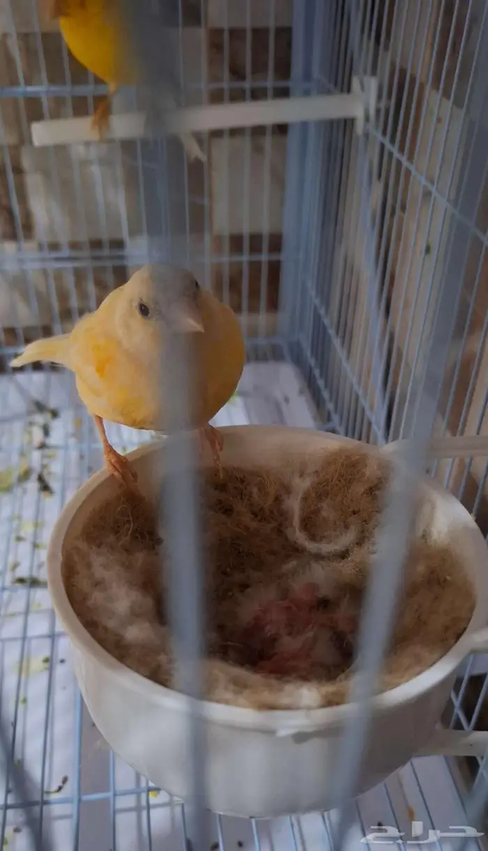 زوج كناري منتج تحته 3فروخ 1